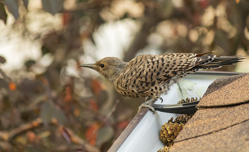 Gilded Flicker