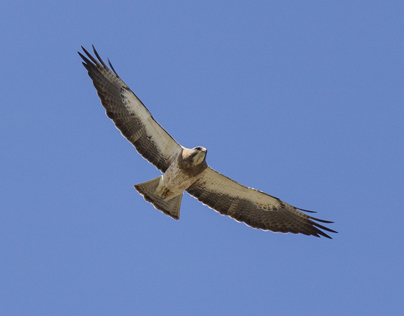 Hawk Flying