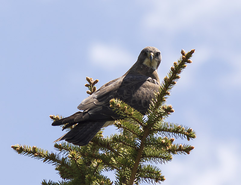 Hawk Perched