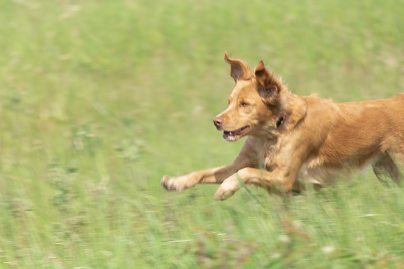 Hazel Mid Flight