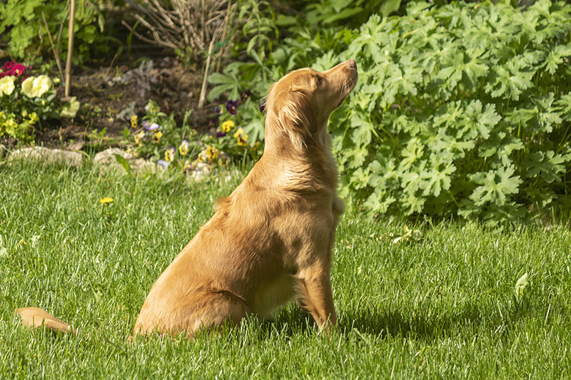 Hazel Staring at Squirrel