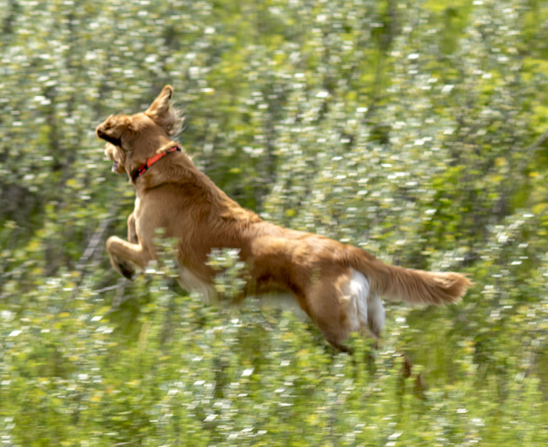 Hazel Take-off