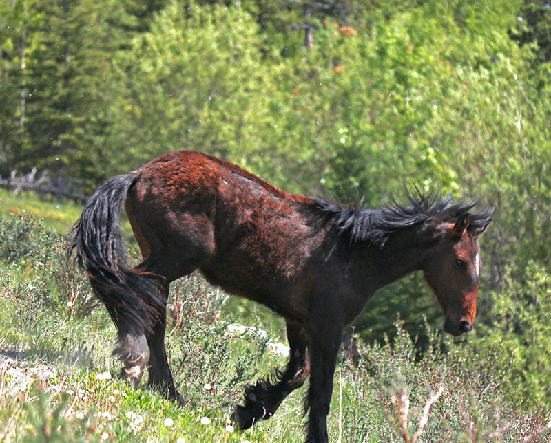 Wild Horse