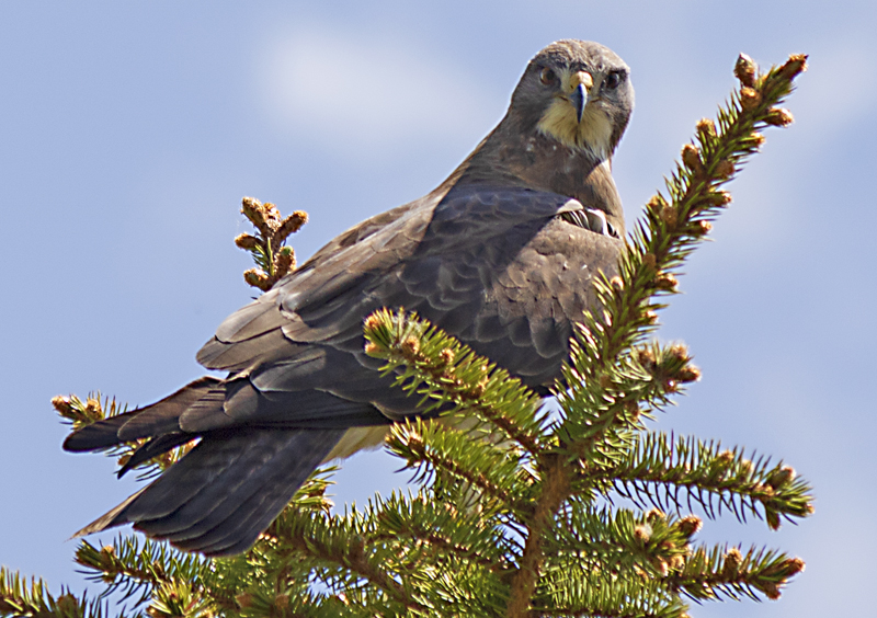 Hawk Perched