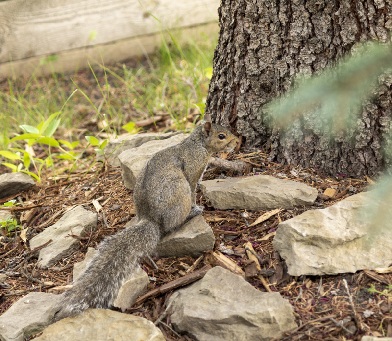 Squirrel