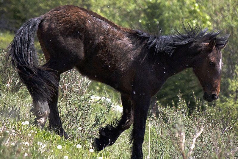 Wild Horse Leaving