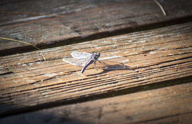 Dragon Fly