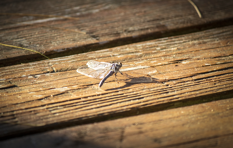 Dragon Fly