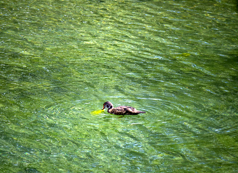 Geese Feeding