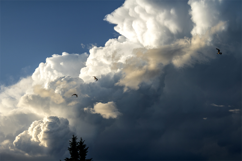 Clouds with birds