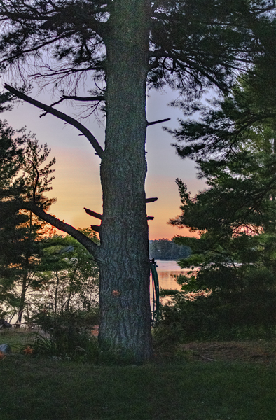 Tree lightened