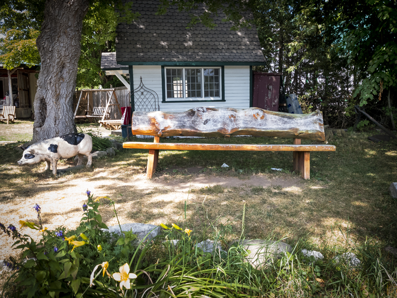 bench with pig