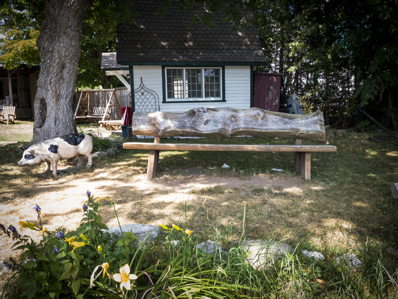 bench with pig