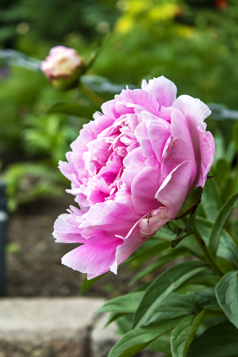 flower pink