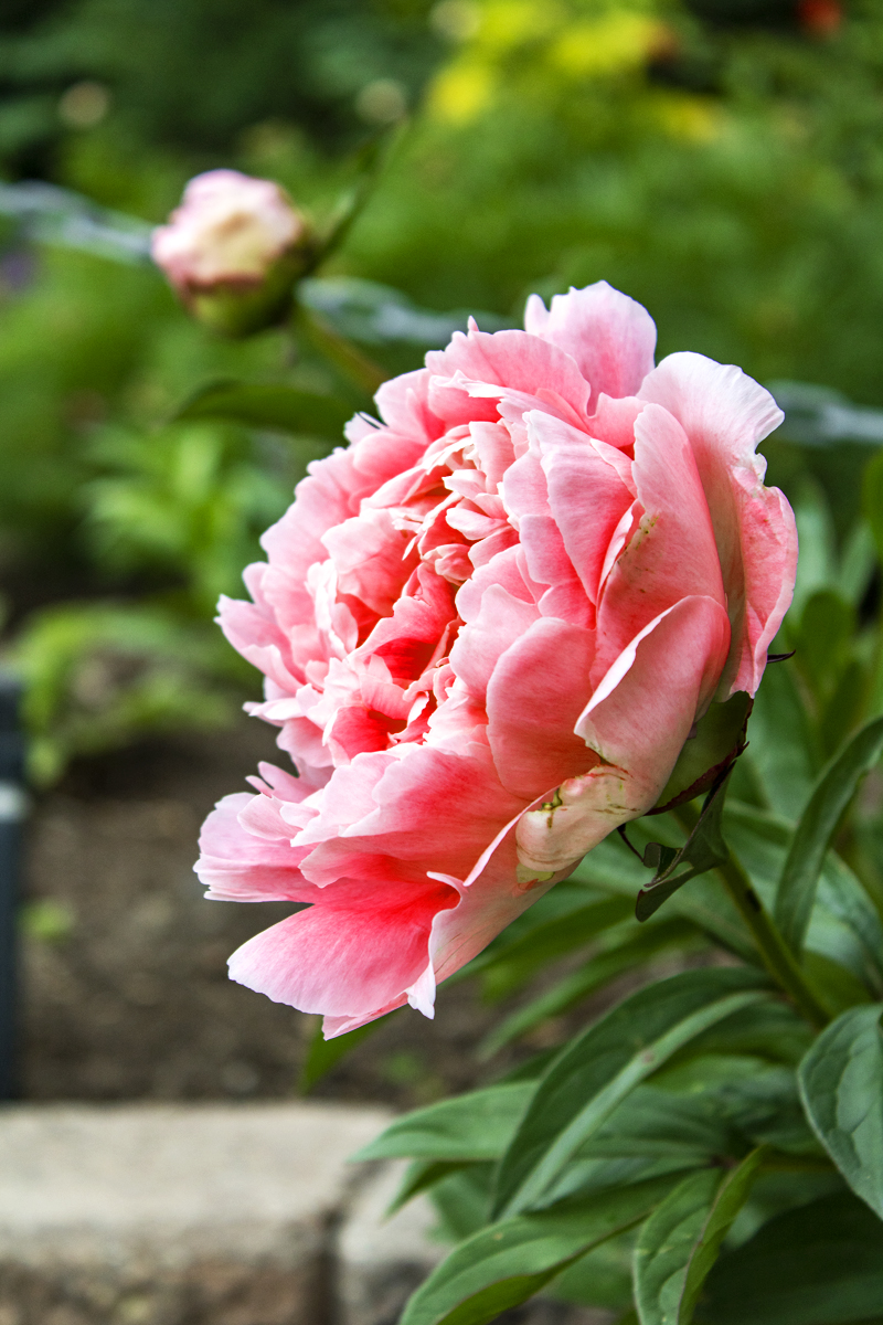 flower red
