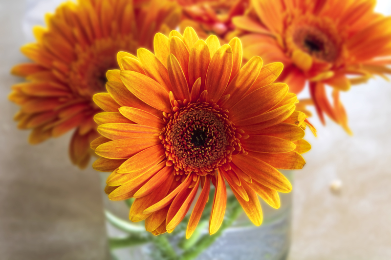 daisy closeup