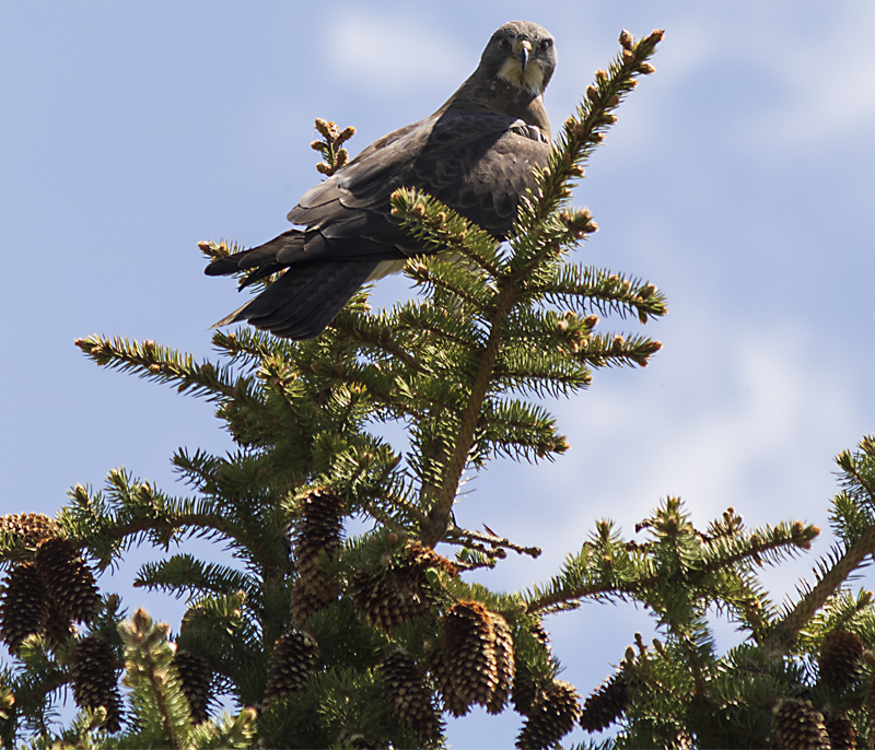 hawk perched