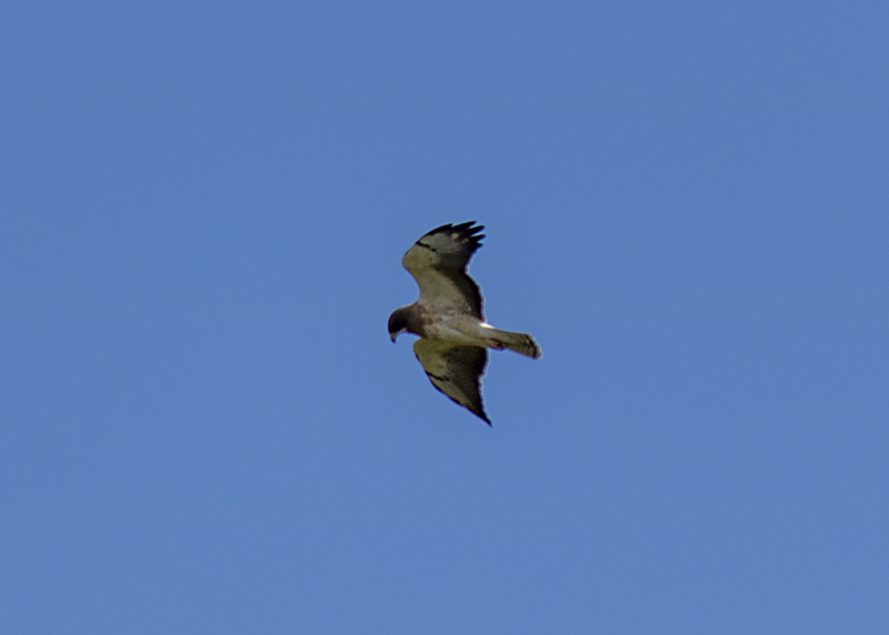 hawk hunting