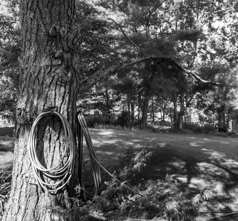 tree with long branch