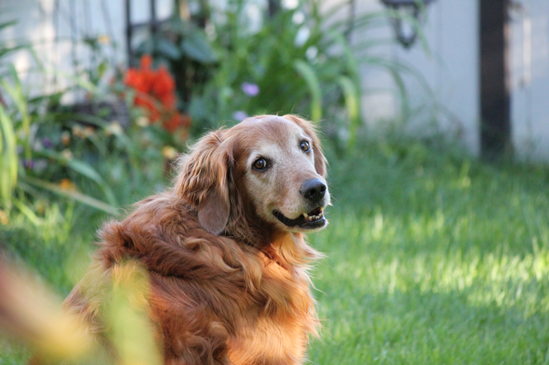 Brock the dog