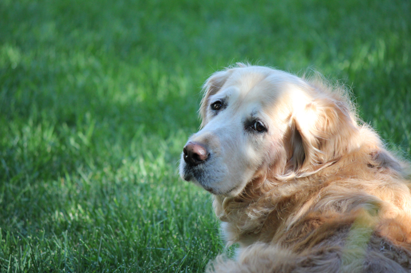 trin the dog