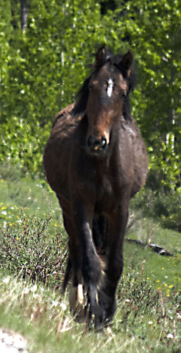 wild horse approaching